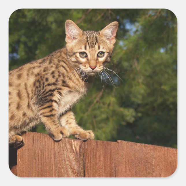 Savannah Cat Square Sticker (Front)