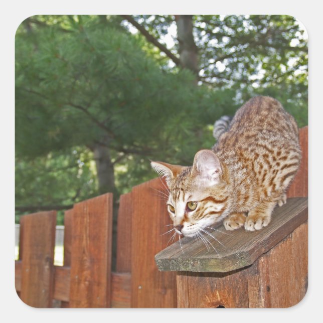 Savannah Cat Square Sticker (Front)