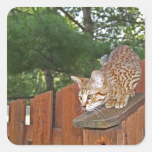 Savannah Cat Square Sticker