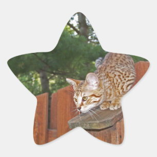 Savannah Cat Star Sticker