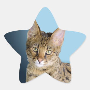 Savannah Cat Star Sticker