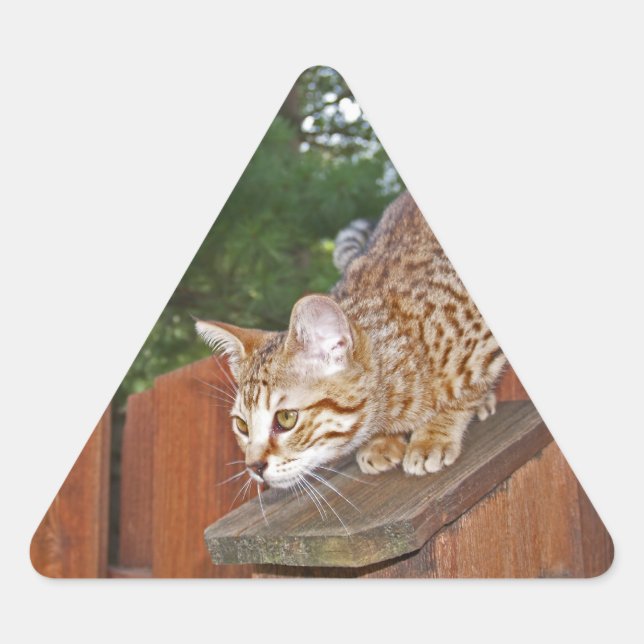 Savannah Cat Triangle Sticker (Front)