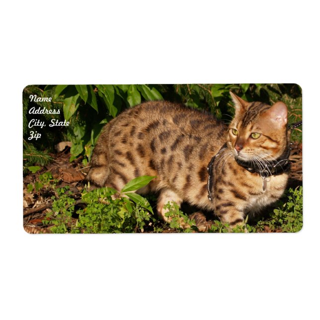 Savannah Étiquette d'expédition de chats (Devant)