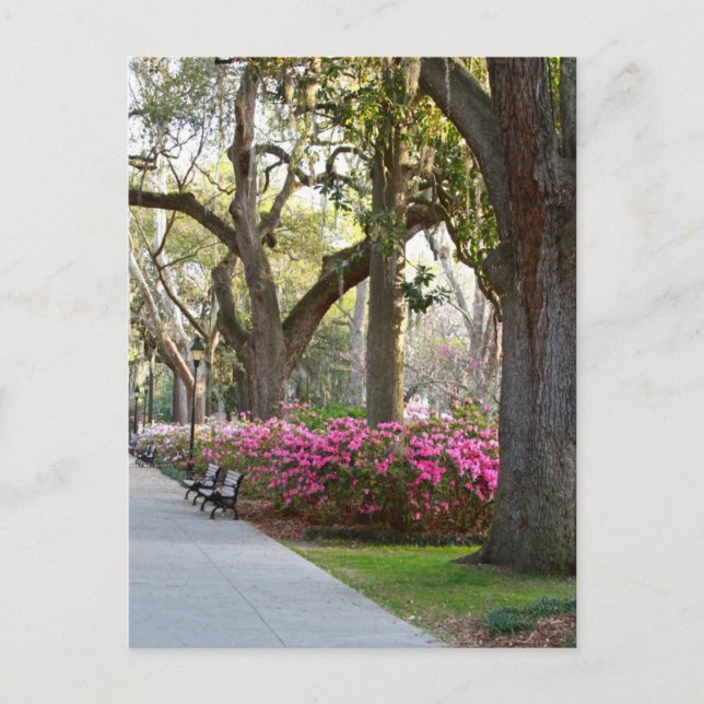 Savannah Georgia in Spring Forsyth Park Azaleas Oa Postcard (Front)