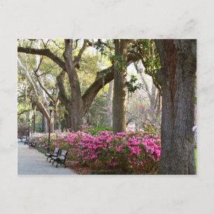 Savannah Georgia in Spring Forsyth Park Azaleas Oa Postcard