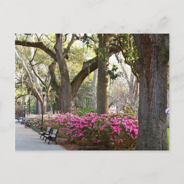 Savannah Georgia in Spring Forsyth Park Azaleas Oa Postcard (Front)