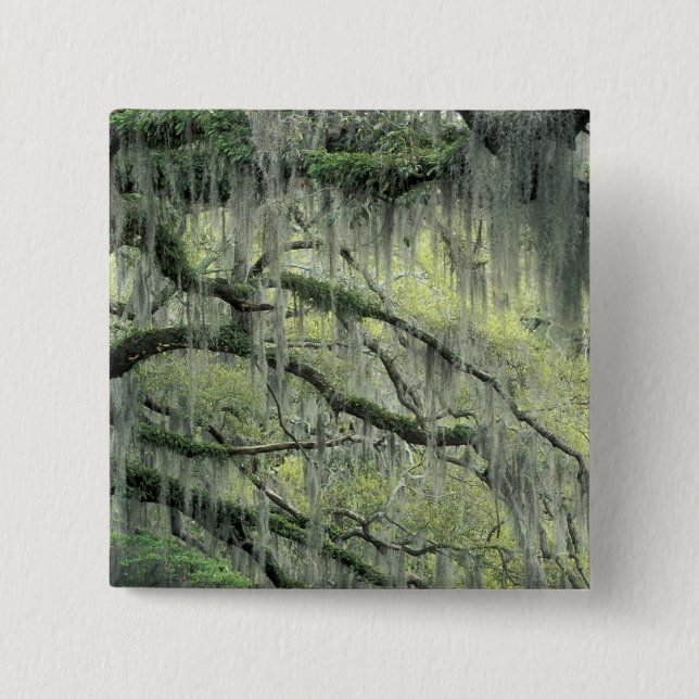 Savannah, Georgia, Live Oak tree draped with 2 Inch Square Button (Front)