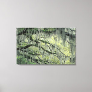 Savannah, Georgia, Live Oak tree draped with Canvas Print