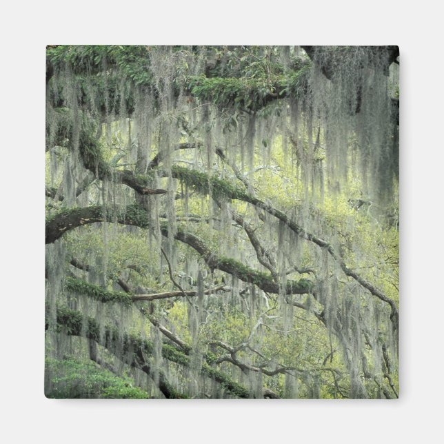 Savannah, Georgia, Live Oak tree draped with Magnet (Front)