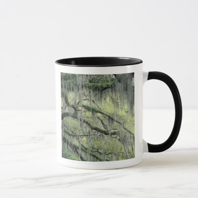 Savannah, Georgia, Live Oak tree draped with Mug (Right)