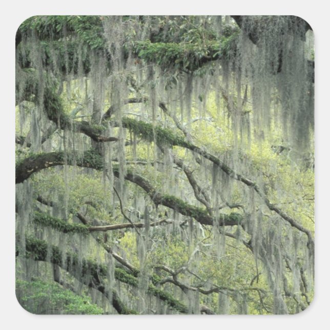 Savannah, Georgia, Live Oak tree draped with Square Sticker (Front)