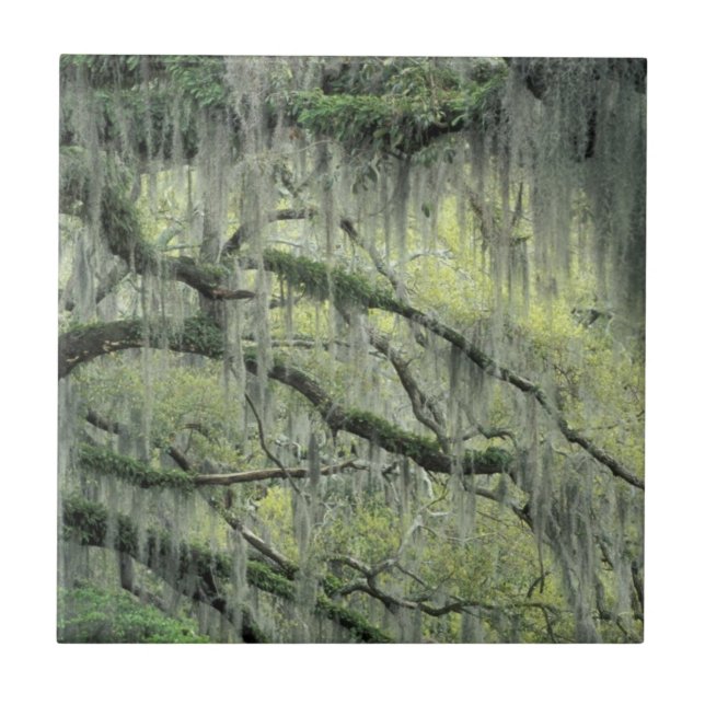 Savannah, Georgia, Live Oak tree draped with Tile (Front)