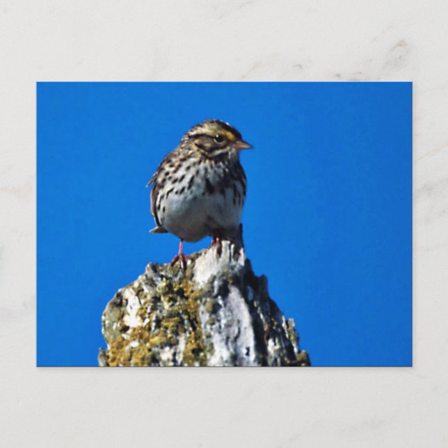 Savannah Sparrow Postcard (Front)
