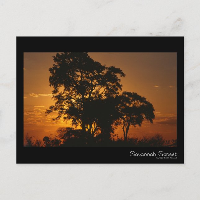 Savannah Sunset Postcard (Front)