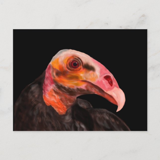 Savannah Vulture Postcard (Front)