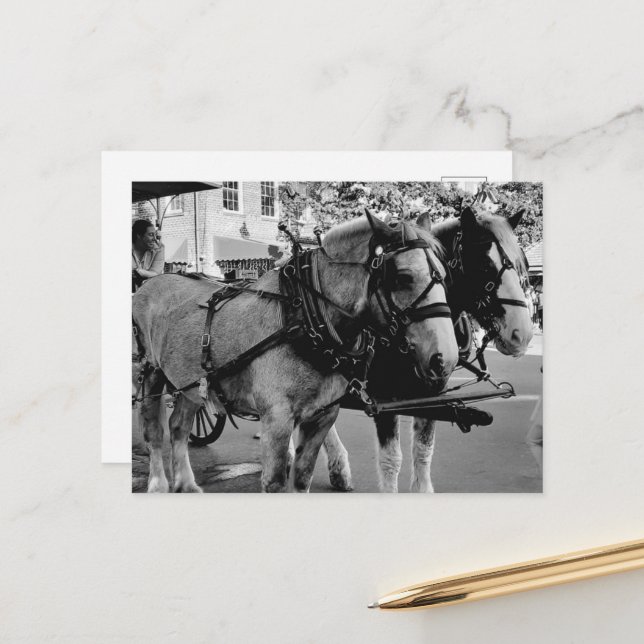 Savannah Working Horses Postcard (Front/Back In Situ)