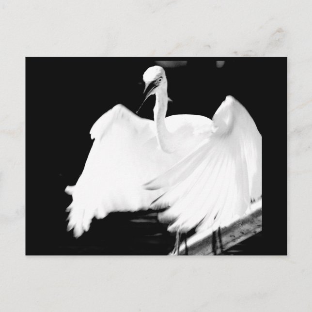 Save Florida's Birds Postcard (Front)