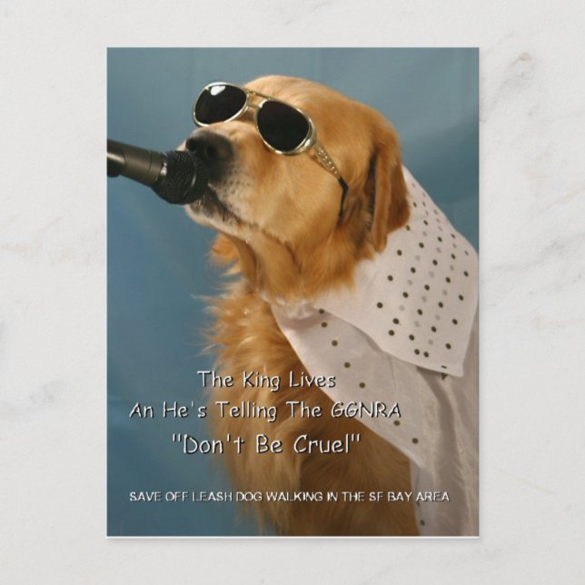 Save Off-Leash Dog Walking Senator Boxer Postcard (Front)