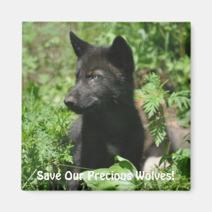 SAVE OUR GREY WOLVES Wildlife Black Wolf Pup Magnet