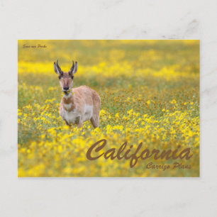 Save our Parks Postcard