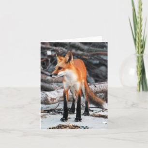 Save Our Planet series Red Fox note/greeting card
