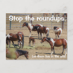Save Our Wild Horses Campaign Postcard