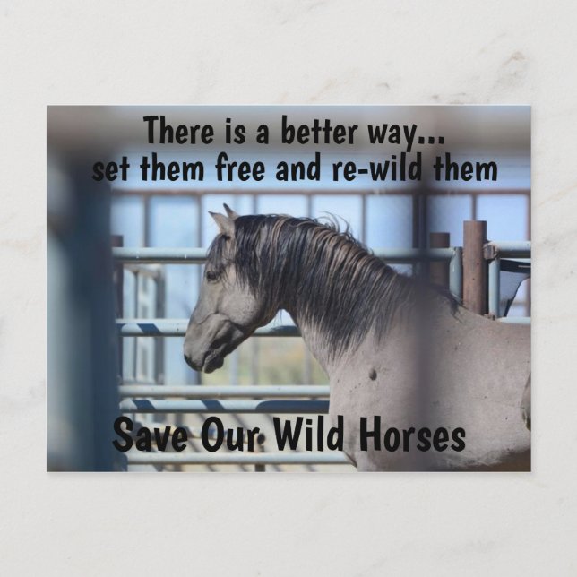 Save Our Wild Horses Campaign Postcard (Front)