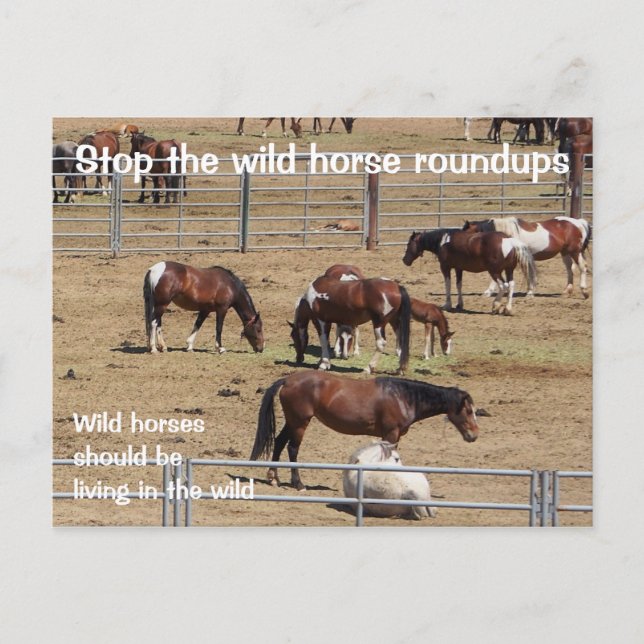 Save Our Wild Horses Campaign Postcard (Front)