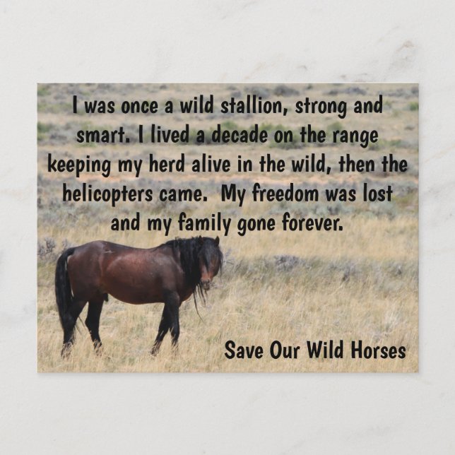 Save Our Wild Horses Campaign Postcard (Front)