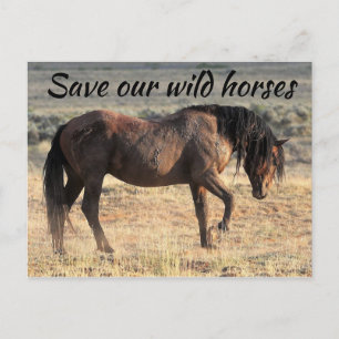 Save Our Wild Horses Postcard