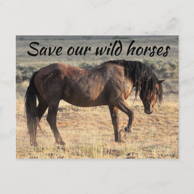 Save Our Wild Horses Postcard (Front)