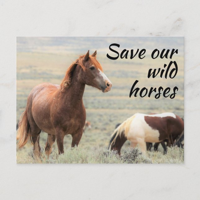 Save our Wild Horses Postcard (Front)