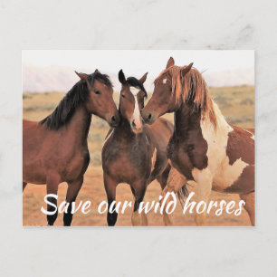 Save Our Wild Horses Postcard