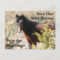 Save Our Wild Horses