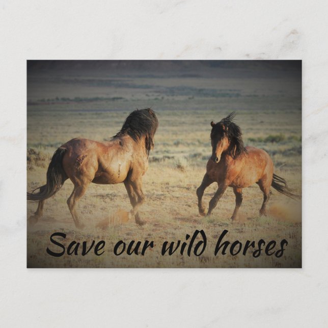 Save Our Wild Horses Postcard (Front)
