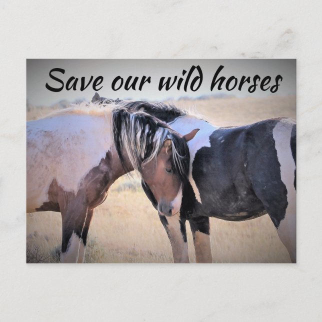 Save Our Wild Horses Postcard (Front)