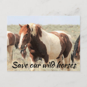 Save Our Wild Horses Postcard