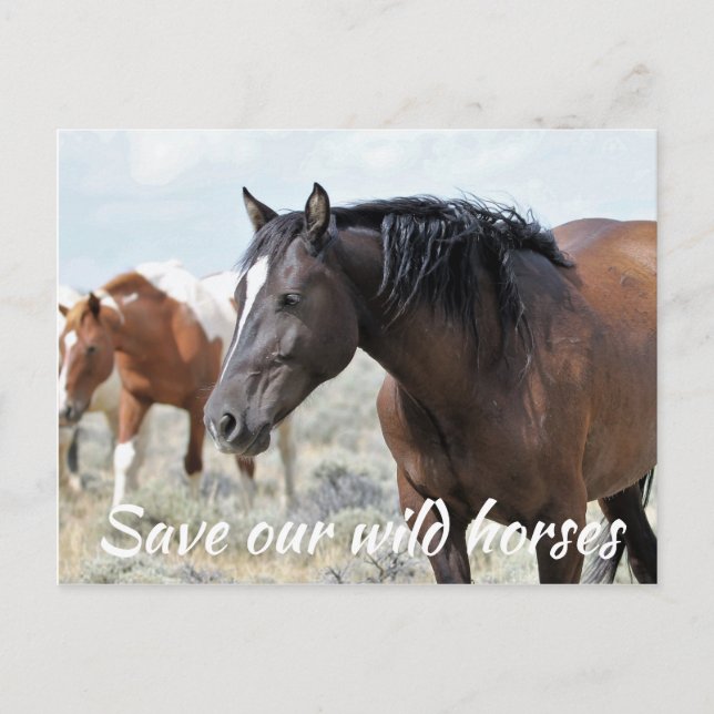 Save Our Wild Horses Postcard (Front)