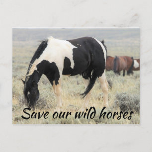 Save Our Wild Horses Postcard