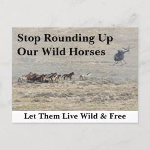 Save Our Wild Horses Postcard