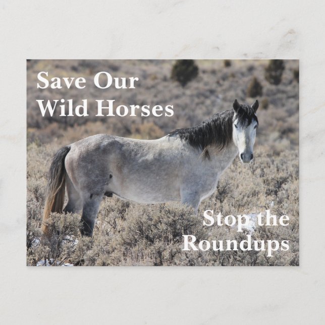 Save Our Wild Horses Postcard (Front)