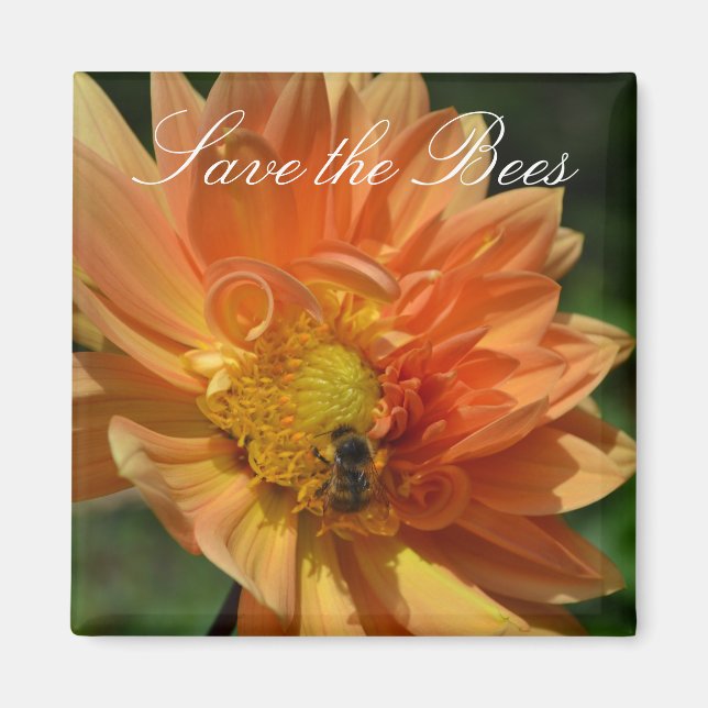 Save the Bees... Peach Dahlia Magnet (Front)