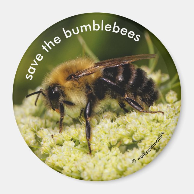 Save the Bumblebees Pollinating Flowering Carrot Magnet (Front)