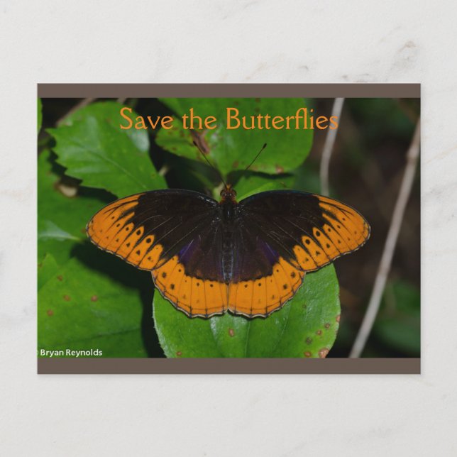 Save the Butterflies Arkansas 2 Postcard (Front)