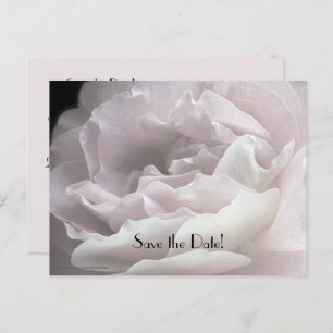 Save the Date 100th Birthday Rose Petals Postcard