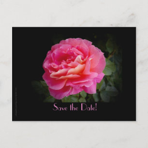 Save the Date 25th Wedding Anniversary Party Rose Announcement Postcard