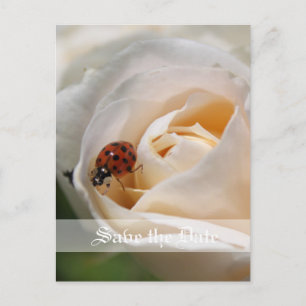 Save the Date. Beautiful white rose flower Announcement Postcard