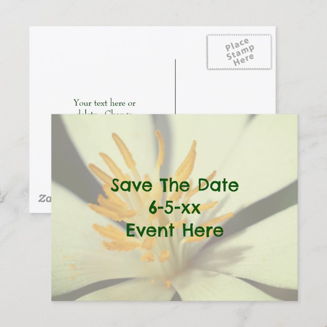 Save The Date Bloodroot Flower  Announcement Postcard (Front/Back)