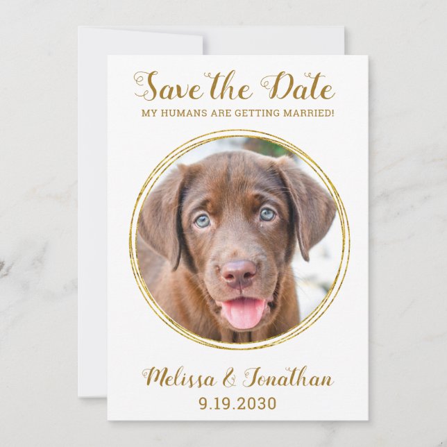 Save The Date Elegant Chic Gold Custom Pet Photo Chien Mariage (Devant)