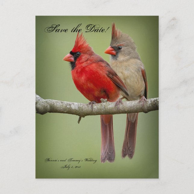 Save the Date for our Wedding/Cardinal Pair Announcement Postcard (Front)